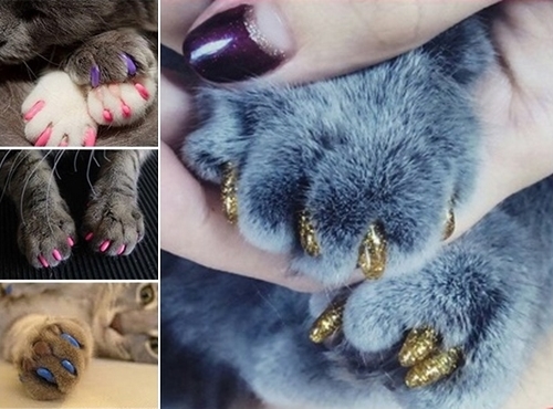 copri unghie colorati gatti